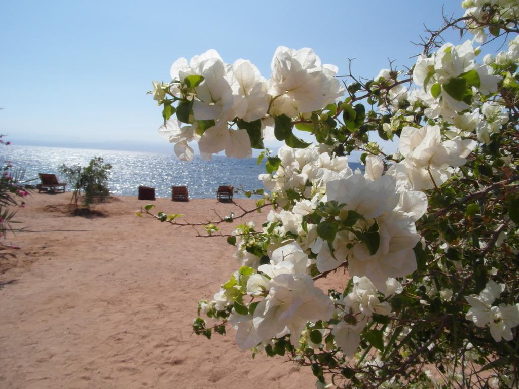 Bedouin Star Hotel Taba Luaran gambar