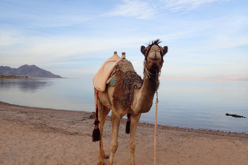 Bedouin Star Hotel Taba Luaran gambar