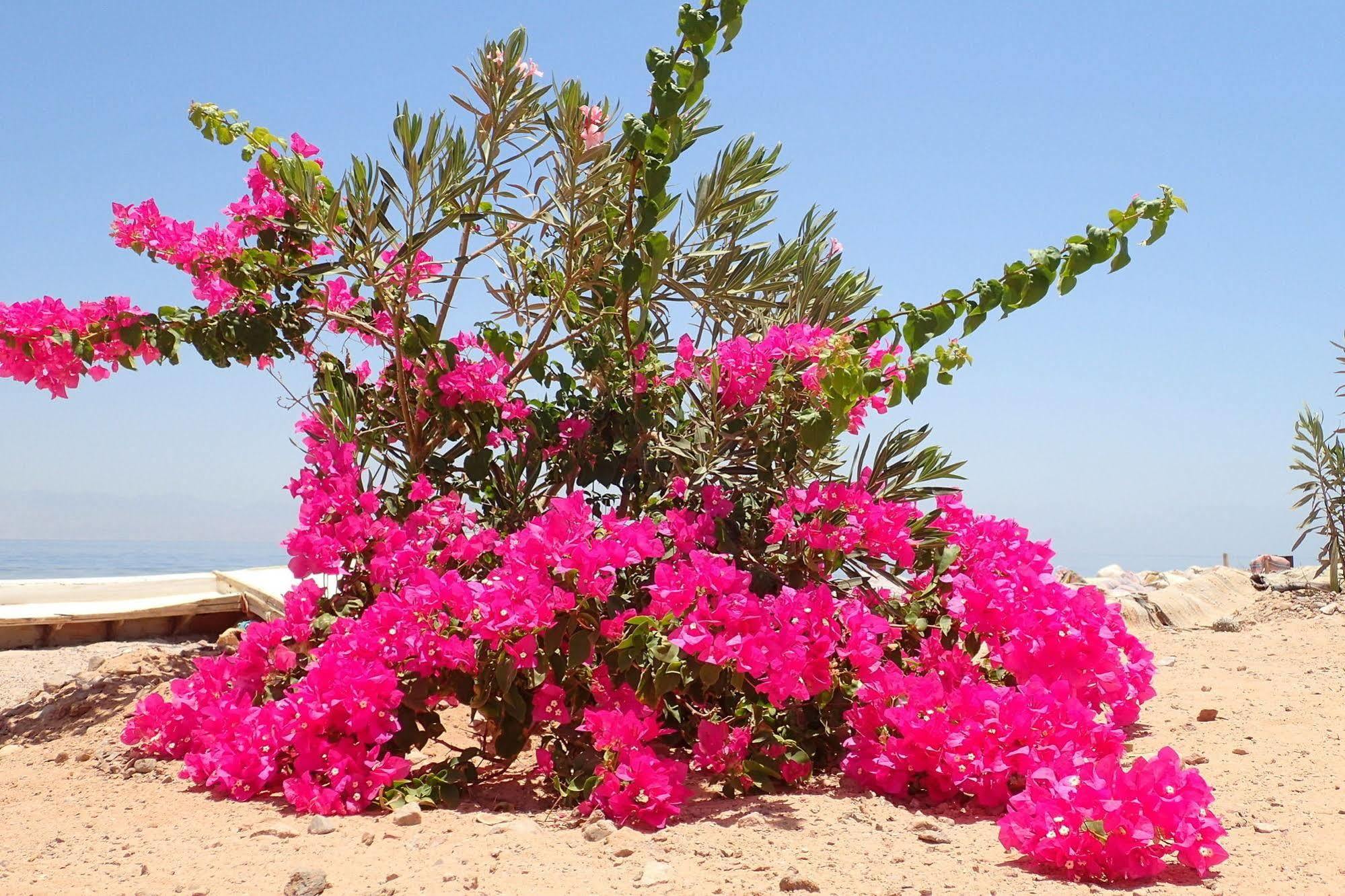 Bedouin Star Hotel Taba Luaran gambar